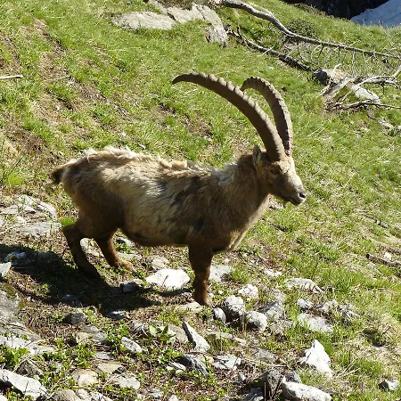 Szálloda Robiei 3*