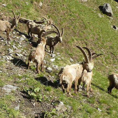 Robiei فندق San Carlo (Ticino)